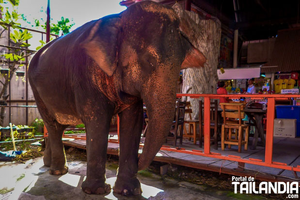 Cuidar de un elefante en Ayutthaya