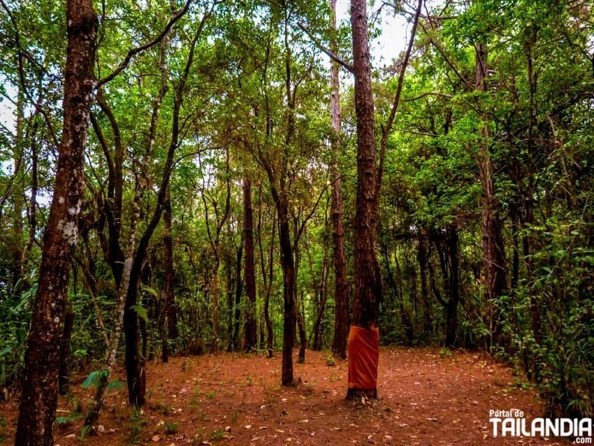 Haciendo trekking en Doi Inthanon