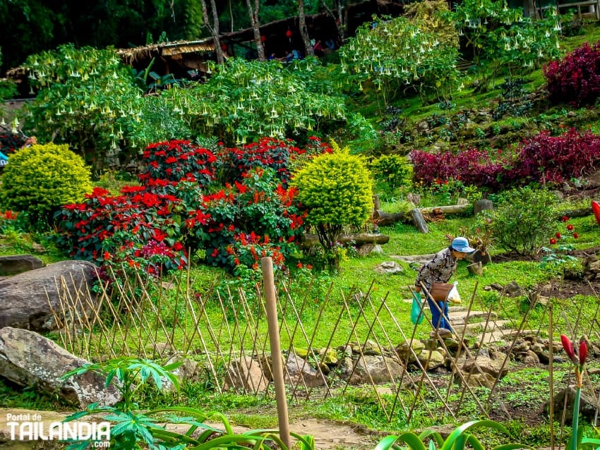 Jardines del Doi Pui en Chiang Mai