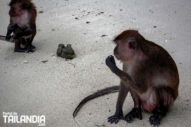 Monos en las islas de Koh Phi Phi