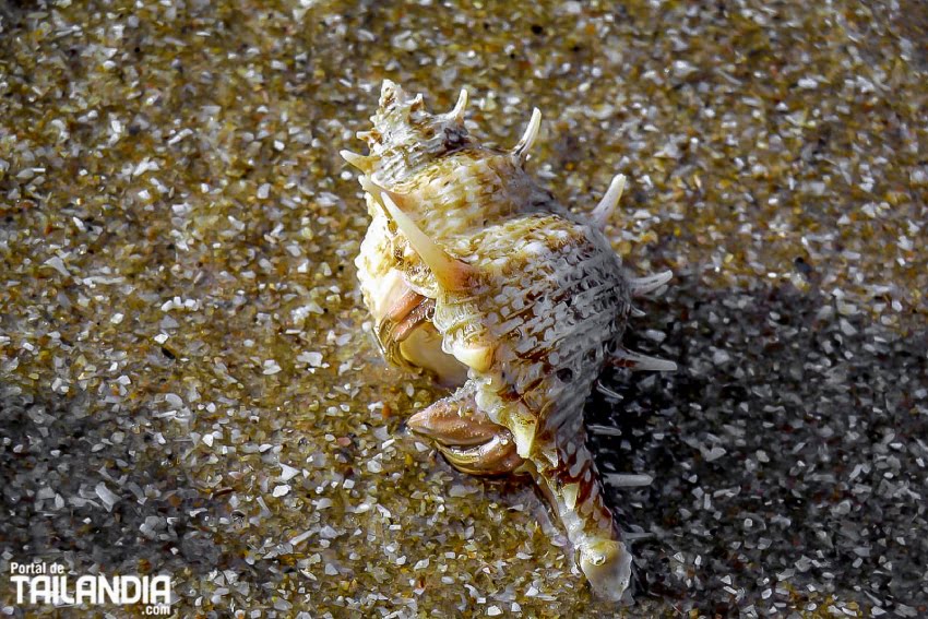 Caracol de mar en Tailandia