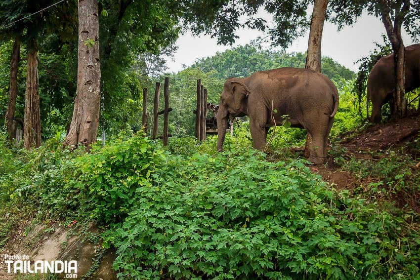 Elefantes en Mae Hong Son