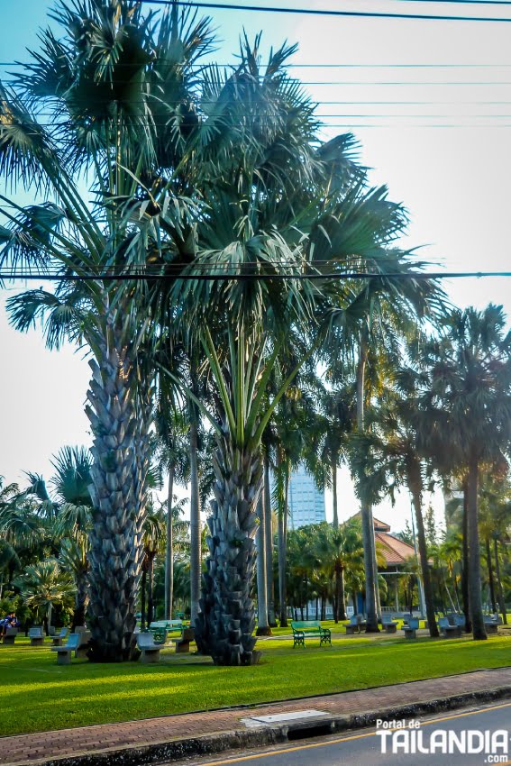 Palmeras en parque Lumphini de Bangkok