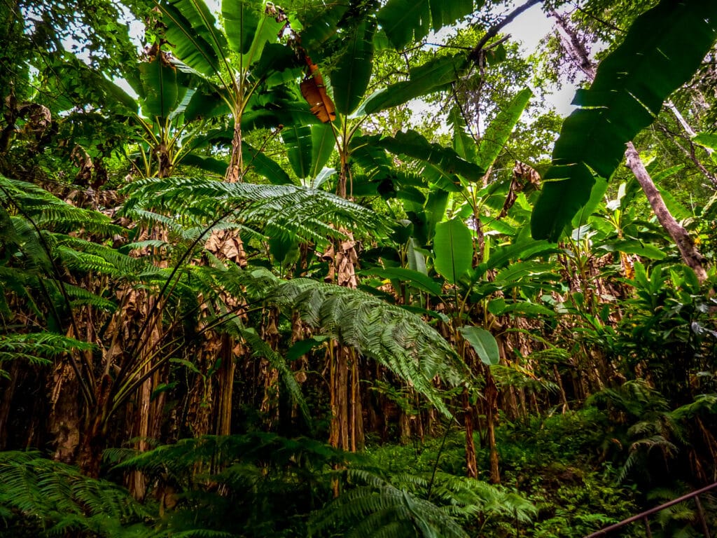 Parque nacional del norte de Tailandia