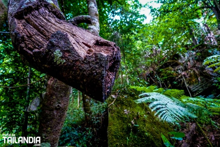 Sitios más fotografiados de Chiang Mai Tailandia