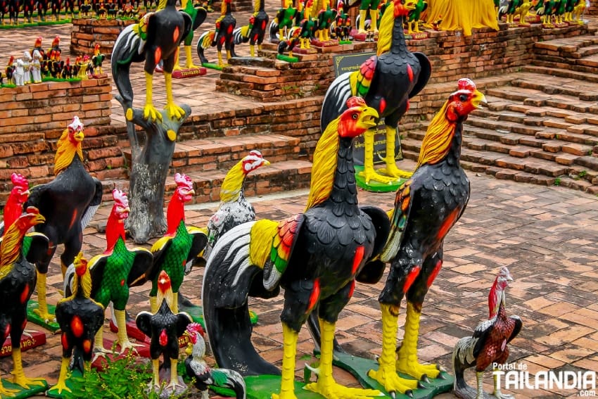 Gallos del templo Wat Thammikarat de Ayutthaya