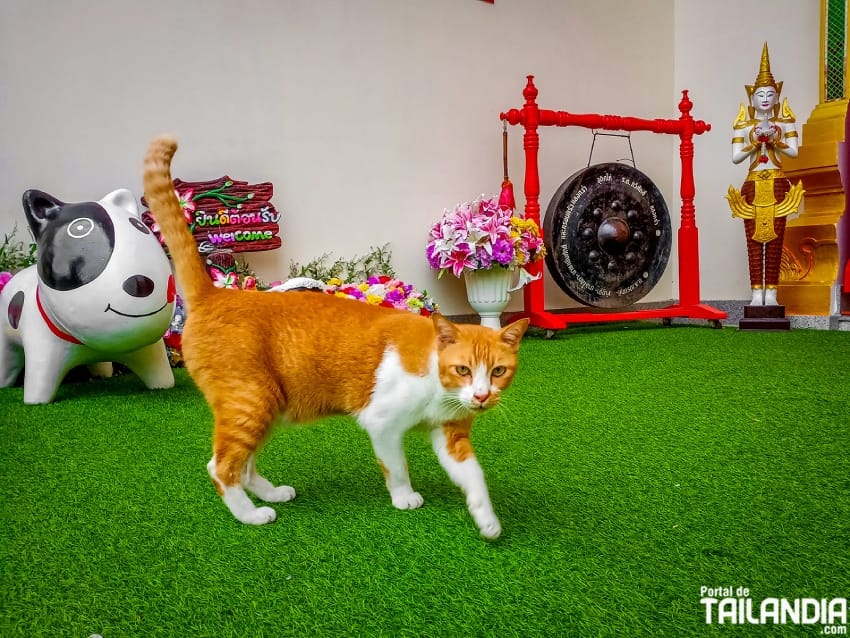 Gato en un templo de Bangkok