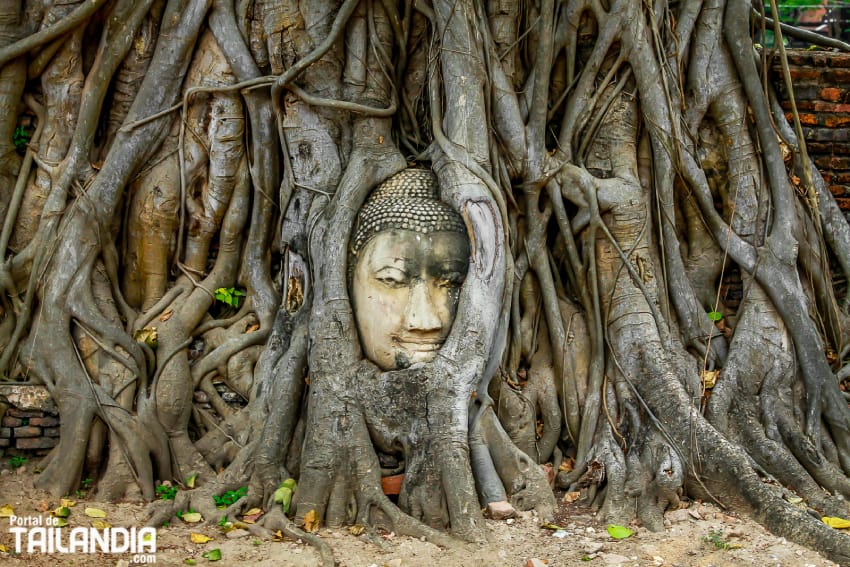 Wat Mahathat, el templo de la cabeza de buda en un árbol