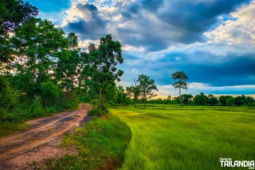 Campos de arroz en Tailandia y terrazas