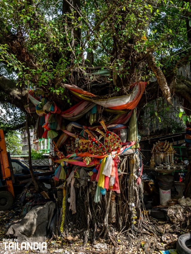 Animismo es un árbol centenario