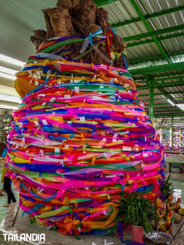 Árbol de Mae Nak en el Templo Wat Mahabut de Bangkok