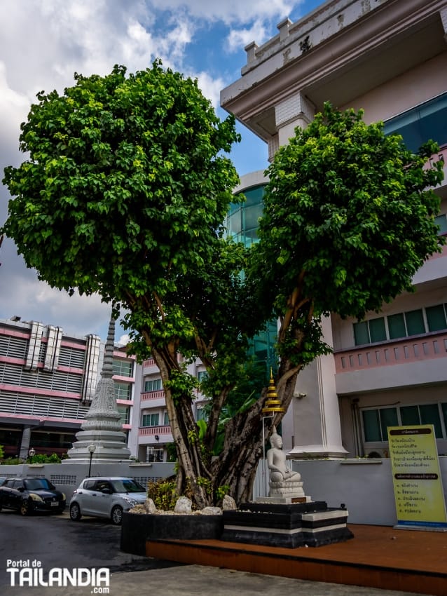 Buda sentado bajo el árbol en templo de Bangkok