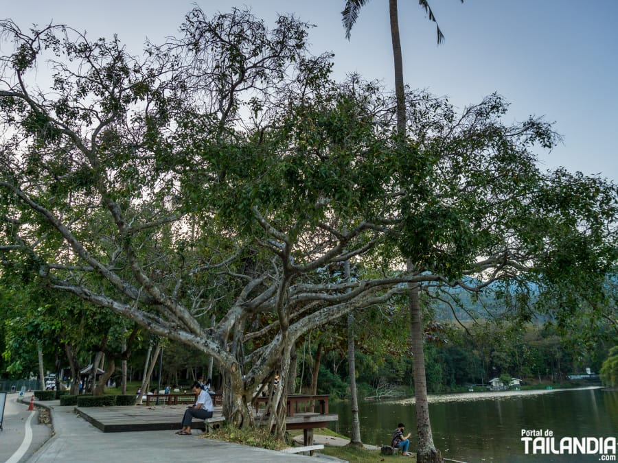 Relajándose en el lago Ang Kaew de la universidad de Chiang Mai