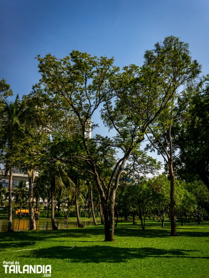 Descubriendo el parque de Chatuchak en Bangkok