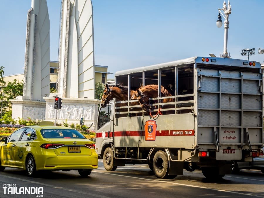 Caballos de la policía montada en Bangkok